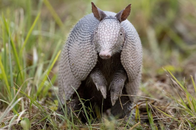 Armadillo Removal