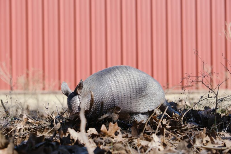 Armadillo Removal detail