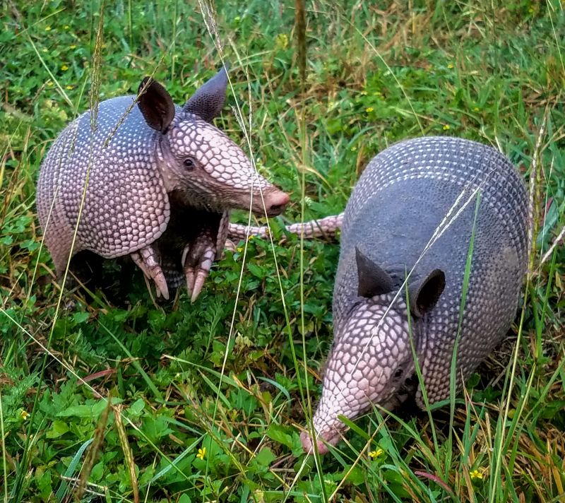 Armadillo Removal detail