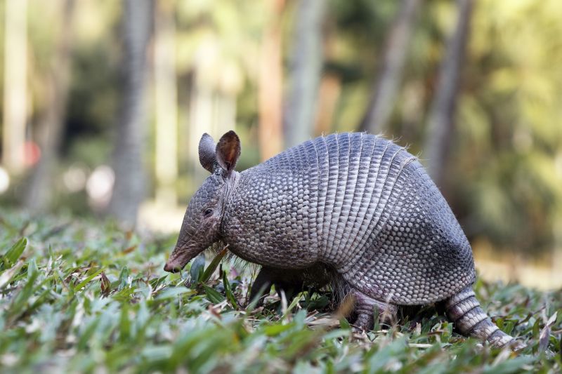 Armadillo Removal detail