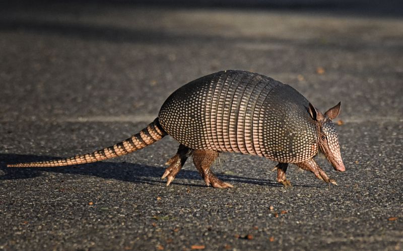 Armadillo Removal detail