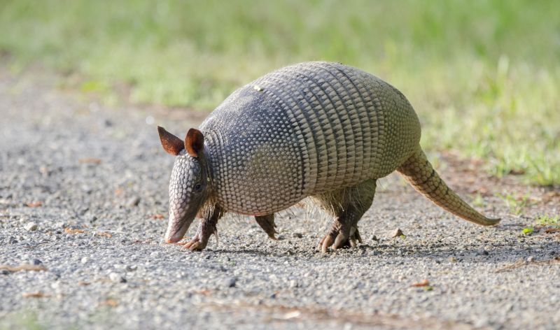Armadillo Removal detail